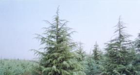 雪松的价格影响因素：不仅仅是大小