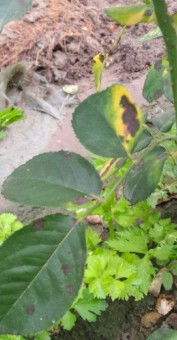 月季叶子黑斑变黄，原来是这个“坏蛋”在作怪！