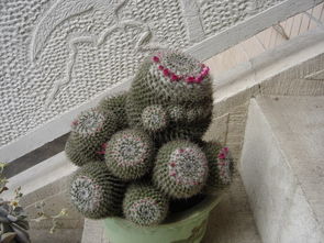 仙人球界的当红炸子鸡——金琥