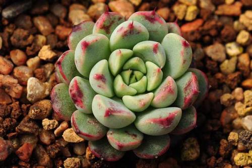 揭秘肉莲之谜：长得像莲花的肉肉植物究竟是什么？