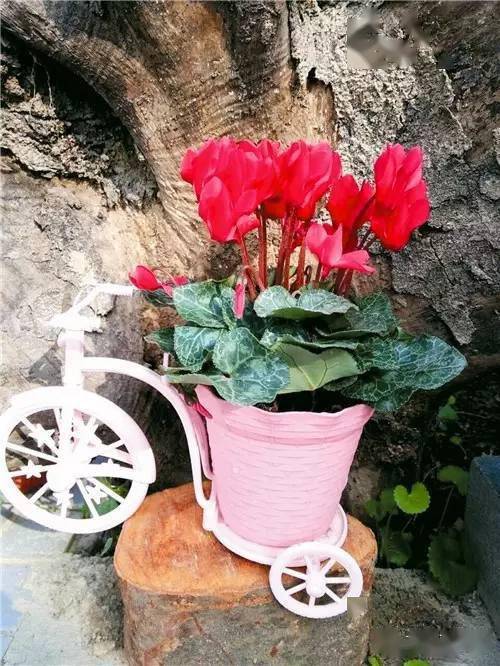 仙客来花谢后如何养护球茎