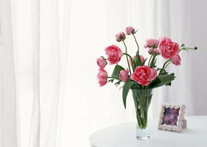 仙人球：吸附尘土的天然净化器