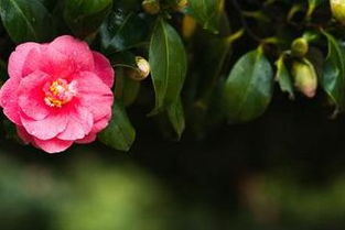 原因四：病虫害