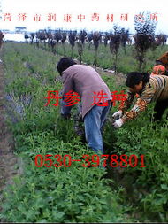 冬天种丹参， 注意事项要记牢