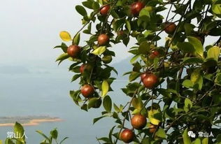 揭秘江西茶油价格：常山山茶油一斤多少钱？