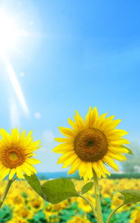 室内没太阳，如何让花草茁壮成长