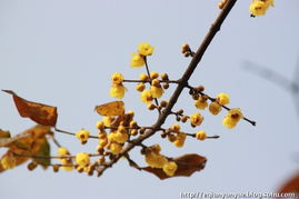 腊梅与海棠花的区别