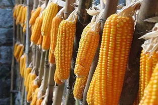 玉米种植与氰戊乐果：揭秘农药使用之谜