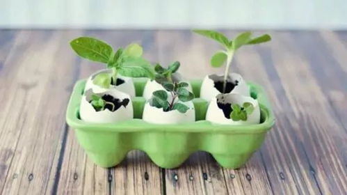 分苗就像玩拼图