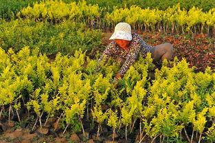 绛县，花儿的故乡