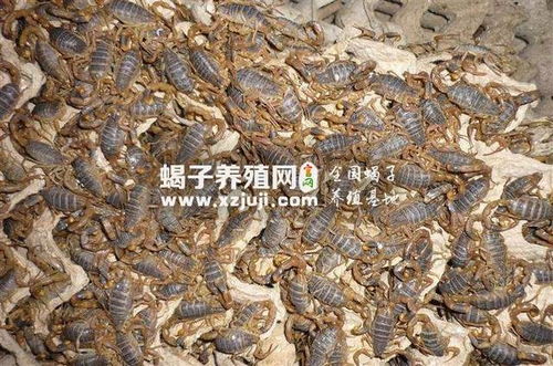 农药的选择与使用