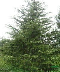 驻马店雪松树苗：价格行情大揭秘