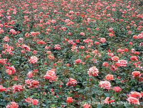 营养钵苗，四季玫瑰的摇篮