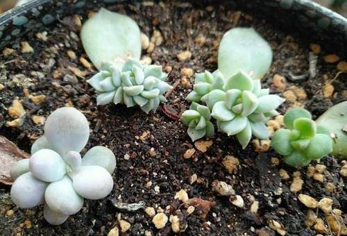 多肉种子保存大揭秘， 小花匠们的种植指南