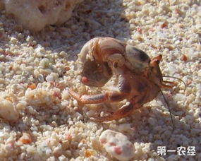 淡水养殖寄居蟹技术探讨