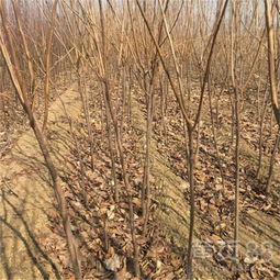 火棘苗种植， 间距要讲究，扦插季节有门道