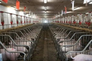 评估养猪场教槽料：营养均衡、适口性好、易消化