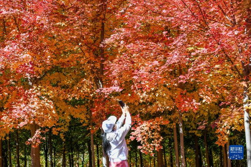 马尾松：四季常青的守护者