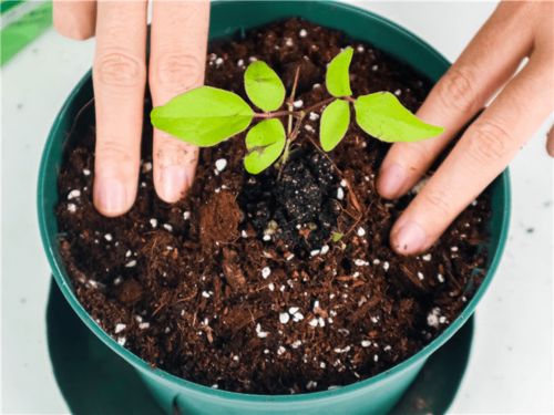 珊瑚果花卉换盆注意事项