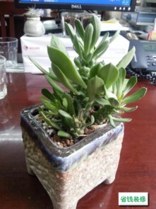 玫瑰：浪漫气息， 提升空气质量