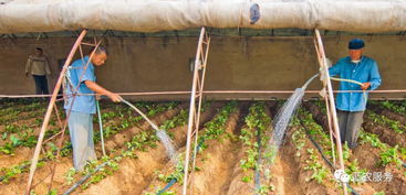 分苗时，为何先移苗再浇水