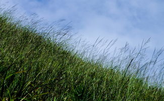 ② 芒草——被严重低估的工业原料