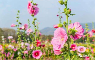 多年生草本或小矮灌木