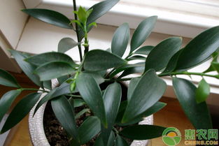 细节三：选择土壤