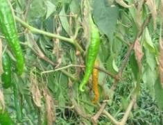 辣椒栽种后的烦恼：杂草丛生怎么办？