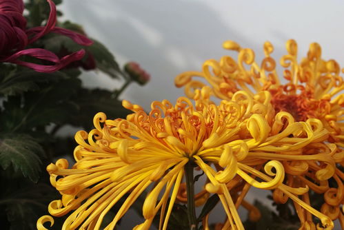 菊花醉为何如此火爆？这其中的奥秘你了解吗
