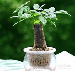 水培发财树叶子发黄怎么办？如何恢复生机