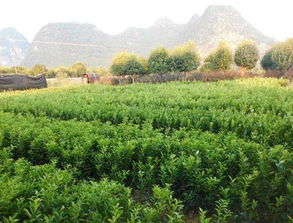 江西宜丰茶油树苗种植指南：湖南气候下的最佳选择