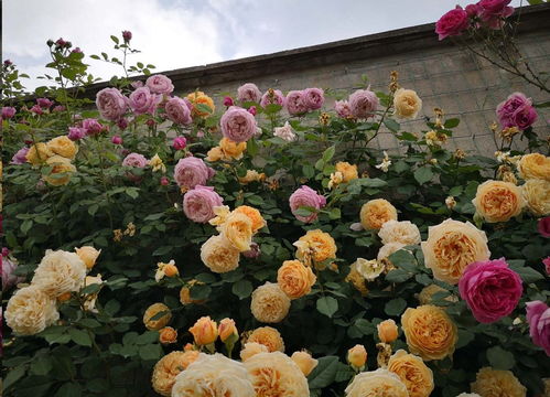 入冬前多施磷肥，增加抗性