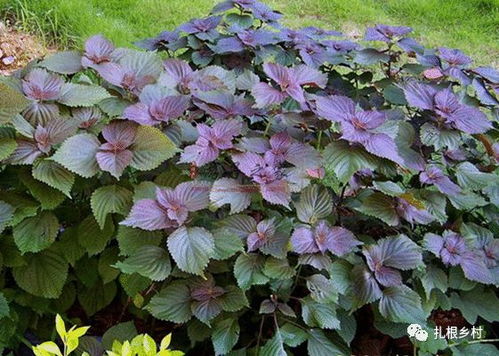 紫苏，那神秘的绿色小精灵