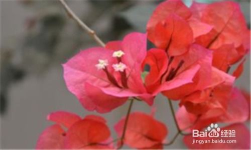 广州市花是什么花？想知道答案吗