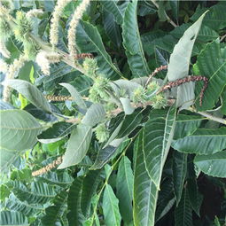 单株繁殖保障体系