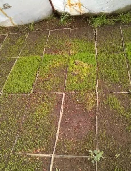 二、 丁扑除草剂苗床使用量与药害的关系