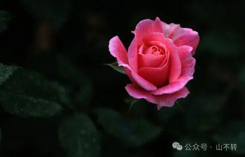 “花谢，爱不再