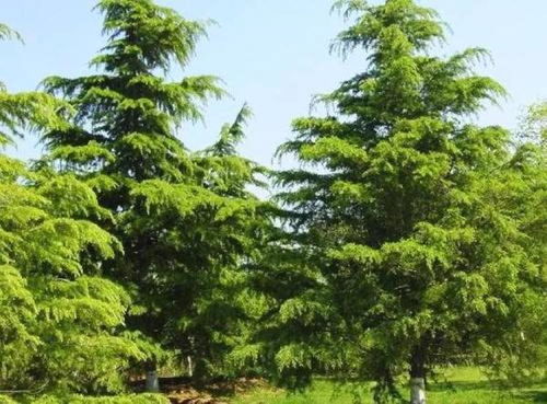 五、插扦成功案例，快来欣赏！