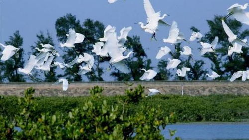 马鞍藤：紫色小喇叭， 生命力顽强