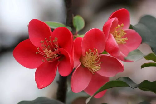 海棠花的浇水那些事儿