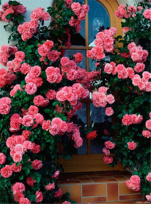 修剪方法， 简单易懂