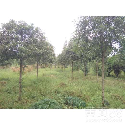 萧山苗木交易网桂花树苗品种大揭秘