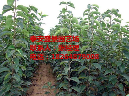 门前种梨树，为家庭带来经济、生态、健康等多重收益