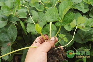 草莓种植，如何防治病虫害？草莓大姐有妙招