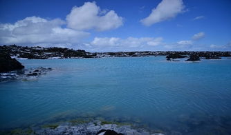 蓝湖月季的养护要点