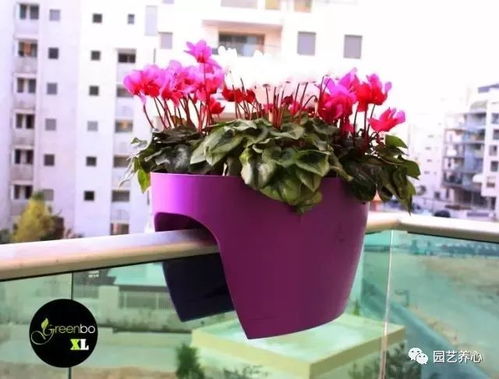 阳台种植萱草全攻略：家庭园艺必备指南