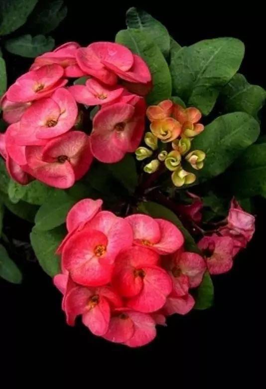 铁海棠花变绿之谜