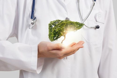 如何正确养殖花毛茛并注意哪些关键事项以保证其健康生长