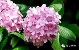 绣球花的魅力：夏日的浪漫之选